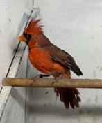Mooie jonge kardinaal man van 2025, Dieren en Toebehoren, Vogels | Overige Vogels, Mannelijk, Geringd
