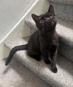 Brits korthaar kittens, Poes, Ontwormd