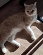 Creme Britse Korthaar, Kater