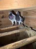 Prachtig koppel duiven., Dieren en Toebehoren, Meerdere dieren, Overige soorten