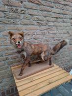 Opgezette vos taxidermy opgezet jacht fox schedel gewei hert, Verzamelen, Dierenverzamelingen, Ophalen, Wild dier, Opgezet dier