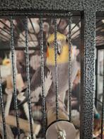 2 popjes 2 mannetjes met toebehoren en kooi, Dieren en Toebehoren, Vogels | Parkieten en Papegaaien, Meerdere dieren, Parkiet