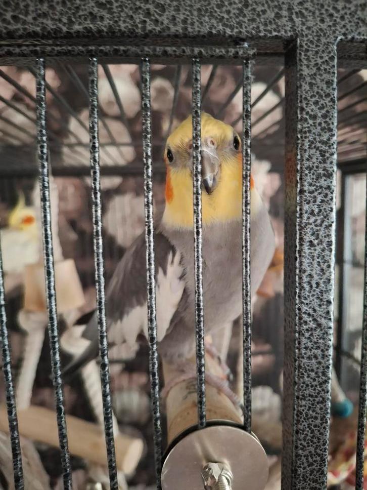 2 popjes 2 mannetjes met toebehoren en kooi, Dieren en Toebehoren, Vogels | Parkieten en Papegaaien, Parkiet, Meerdere dieren