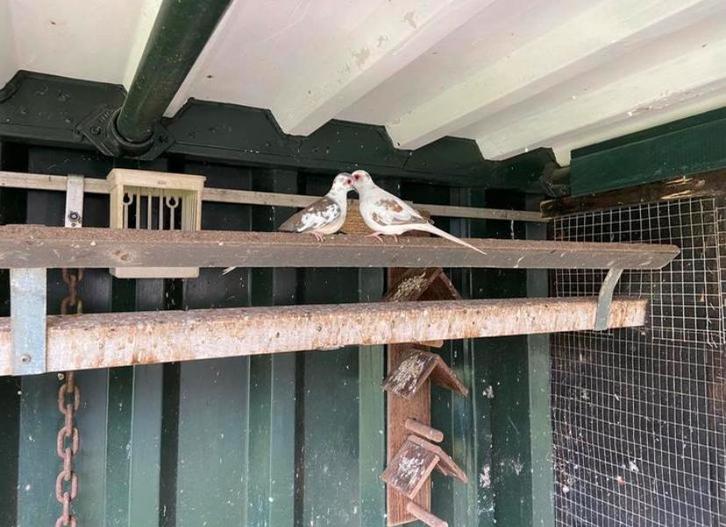 Bonte diamantduifjes, Dieren en Toebehoren, Vogels | Overige Vogels, Meerdere dieren, Geringd