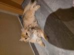 Britse langharig poesje, Dieren en Toebehoren, Katten en Kittens | Raskatten | Korthaar, Poes