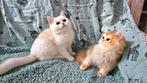 Britse luxe kittens Black Silver en Golden shell. STAMBOMEN, Dieren en Toebehoren, Katten en Kittens | Raskatten | Korthaar, Kater