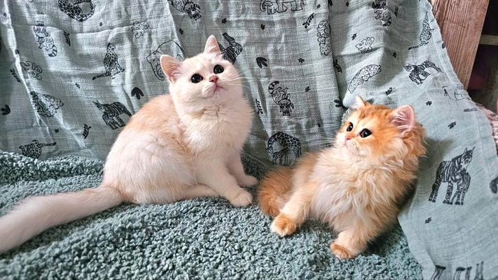 Britse luxe kittens Black Silver en Golden shell. STAMBOMEN, Dieren en Toebehoren, Katten en Kittens | Raskatten | Korthaar, Kater