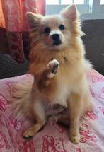 ACE: Foxke is super sociaal met andere hondjes, Particulier, Buitenland, Parvo, Eén hond