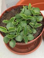 15 mother of thousands plantjes voor maar 1 euro ,vetplant, Ophalen of Verzenden, Volle zon, Minder dan 100 cm