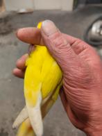 Lutino roseicolli, Dieren en Toebehoren, Vogels | Parkieten en Papegaaien, Meerdere dieren, Parkiet