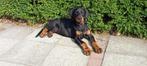 Dobermann -pups, Dieren en Toebehoren, Honden | Bulldogs, Pinschers en Molossers, België, Particulier, Rabiës (hondsdolheid), 8 tot 15 weken