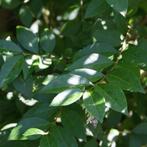 groen liguster Ligustrum ovalifolium, Tuin en Terras, Planten | Struiken en Hagen, Haag, Ophalen, Liguster