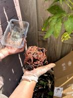 Wormenthee - wormenpercolaat, Tuin en Terras, Ophalen