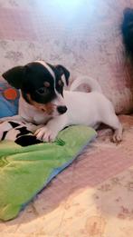 Prachtige ouderwetse Jack Russell / Russel pup teefje / bont, Dieren en Toebehoren, Honden | Jack Russells en Terriërs, Jack Russell Terriër