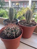 Cactussen in pot - 3 stuks, Ophalen of Verzenden, Minder dan 100 cm, In pot, Cactus