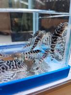 L333 pleco F1 Hypancistrus King Tiger, Vis