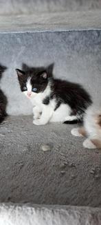 Zwart wit ragdoll katertje met stamboom, Dieren en Toebehoren, Katten en Kittens | Raskatten | Langhaar, Kater, Gechipt, 0 tot 2 jaar