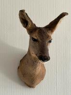 Prachtige Opgezette Ree Kop Taxidermie, Ophalen of Verzenden, Hert, Gewei of Kop