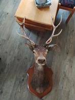 Opgezet edelhert, Ophalen, Zo goed als nieuw, Hert, Opgezet dier