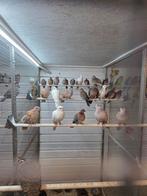 Senegal duifjes, Dieren en Toebehoren, Vogels | Duiven, Meerdere dieren, Overige soorten