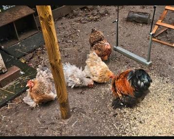 Fantastische groep 1-4 Cochin kriel cochins krulveer porsele beschikbaar voor biedingen