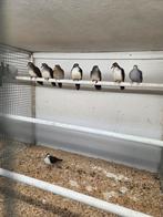 Tamboerijn duiven, Meerdere dieren, Overige soorten