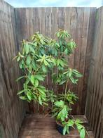 Bod gevraagd partij B-keus Rhododendon 100-120cm, Tuin en Terras, Planten | Bomen, In pot, Halfschaduw, Zomer, Overige soorten