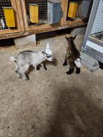 Te koop 2 mooie leb geitjes bokjes, Januari, Mannelijk