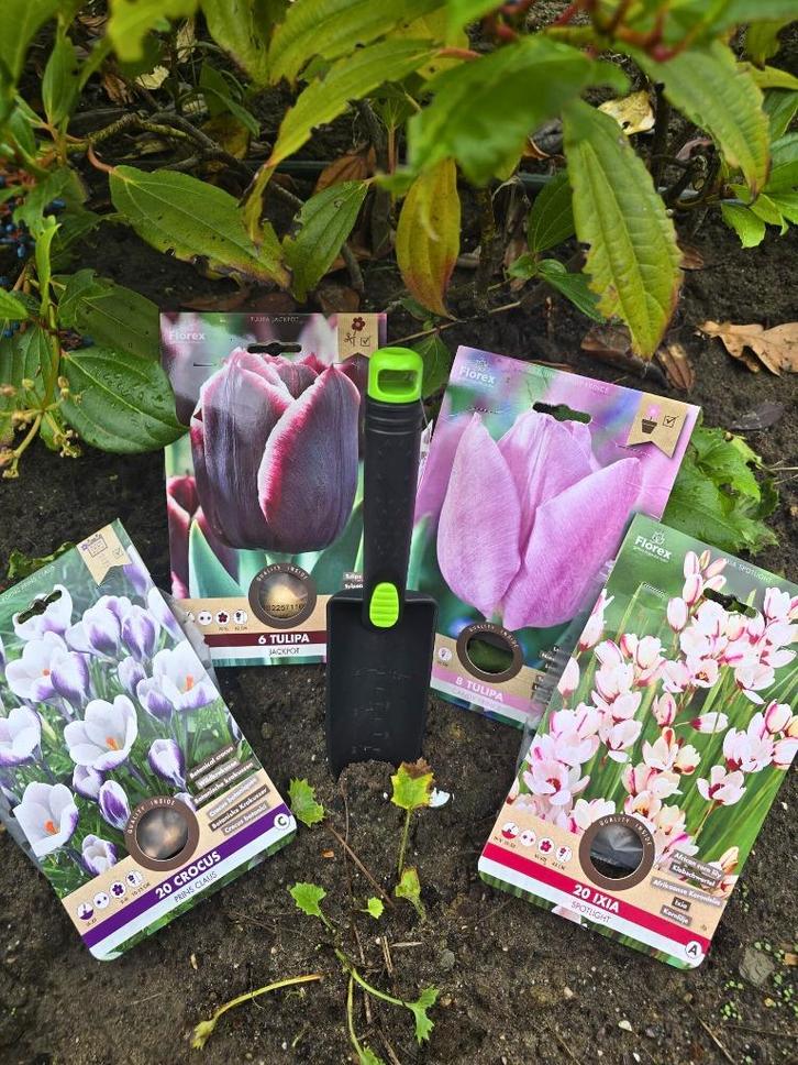 Bloembollen Mix Tulpen, Ixia en Crocussen - 54 bollen, Tuin en Terras, Bloembollen en Zaden, Bloembol, Najaar, Halfschaduw, Verzenden