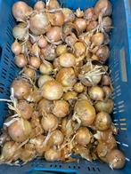 Uien te koop, Ophalen of Verzenden