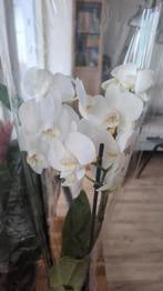 White orchid, Ophalen, Overige soorten, Minder dan 100 cm