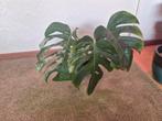 monstera deliciosa albo variegata, Ophalen, Overige soorten, Minder dan 100 cm