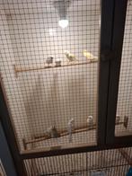 Geel Mozaïek kanaries., Dieren en Toebehoren, Vogels | Kanaries, Meerdere dieren, Kleurkanarie