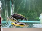 4st groep melanochromis auratus malawi cichliden, Dieren en Toebehoren, Vis