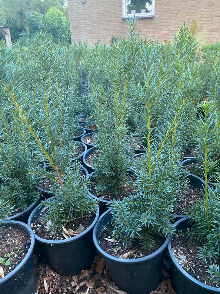 Taxus baccata 40cm in20cmpot €3 Portugese laurier 30cm €2, Tuin en Terras, Planten | Struiken en Hagen, Taxus, Minder dan 100 cm