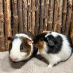 Jonge cavia’s, cavia beertjes Bennie & Brownie, Januari, Mannelijk, Cavia