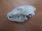 schedel wasbeerhond, Ophalen of Verzenden, Zo goed als nieuw, Wild dier, Schedel