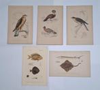 antieke gravures, Antiek en Kunst, Ophalen of Verzenden
