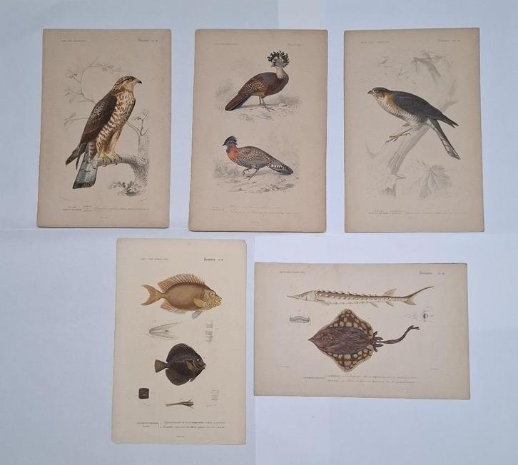 antieke gravures, Antiek en Kunst, Kunst | Etsen en Gravures, Ophalen of Verzenden
