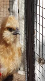 Zijderhoen Zijdehoen Zijderhoender prachtige kip met haan, Dieren en Toebehoren, Pluimvee, Meerdere dieren, Kip