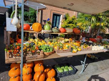 Mooie pompoenen te koop tijdens jaarmarkt! beschikbaar voor biedingen