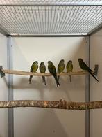 Nog een paar vogels bij Vogelhandel Tuinstra, Dieren en Toebehoren, Vogels | Parkieten en Papegaaien, Meerdere dieren, Parkiet