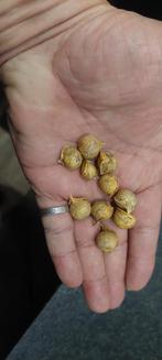 Broedbolletjes Olifantenknoflook 20 voor €5, Najaar, Volle zon, Ophalen of Verzenden, Bloembol