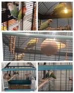 2 agaponissen/love birds, Geslacht onbekend