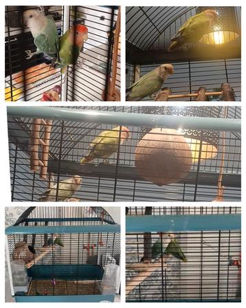 2 agaponissen/love birds  beschikbaar voor biedingen