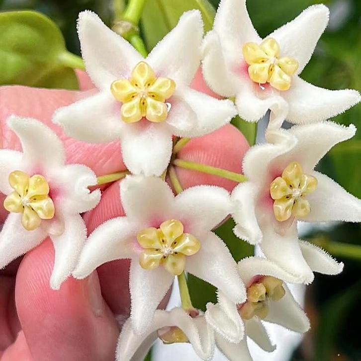 Hoya carrii NS13-064, Huis en Inrichting, Kamerplanten, Overige soorten, Minder dan 100 cm, Bloeiende kamerplant, Halfschaduw