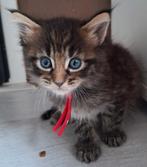 Maine coon kitten ♀️, Poes, Ontwormd, 0 tot 2 jaar