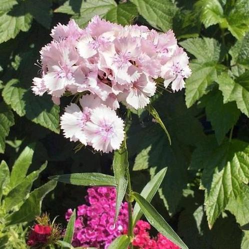 Zaden van DUIZENDSCHONEN., Tuin en Terras, Bloembollen en Zaden, Zaad, Voorjaar, Volle zon, Ophalen of Verzenden