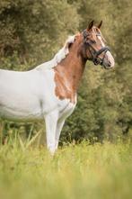 Brave d pony te koop, Dieren en Toebehoren, Paarden, Merrie, Recreatiepaard, 3 tot 6 jaar