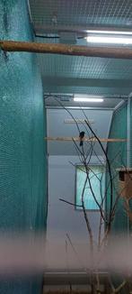 Schamalijsters, Dieren en Toebehoren, Vogels | Overige Vogels, Meerdere dieren, Tropenvogel, Geringd